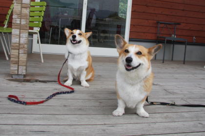 やっぱり 顔がでかかった コーギー犬koro隊長がゆく