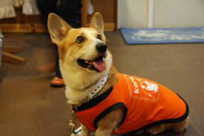 江戸の仇を長崎で コーギー犬koro隊長がゆく