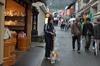 京都犬連れ紀行 銀閣寺編 コーギー犬koro隊長がゆく