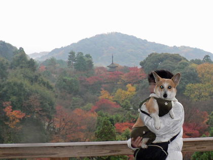 京都犬連れ紀行 清水寺編 コーギー犬koro隊長がゆく