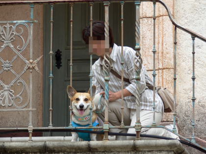 東京犬連れ紀行 東京ディズニーランド編3 コーギー犬koro隊長がゆく